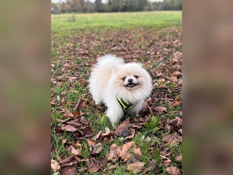 Kastrierter Pomeranian Rüde