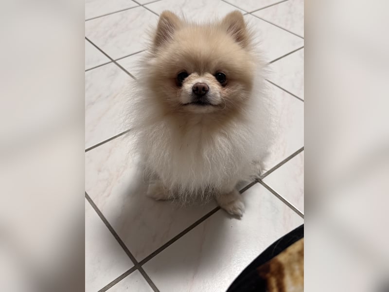 Kastrierter Pomeranian Rüde