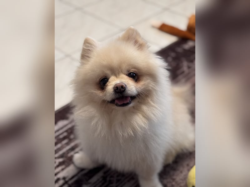 Kastrierter Pomeranian Rüde