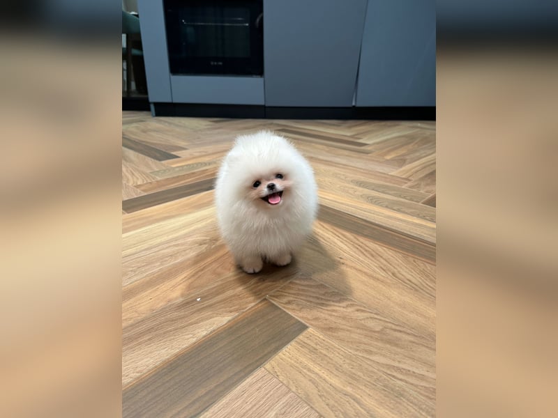 Pomeranian Zwergspitz Welpen kleine Fellnasen mit großem Herzen