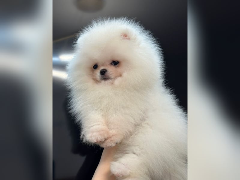 Pomeranian Zwergspitz Welpen kleine Fellnasen mit großem Herzen