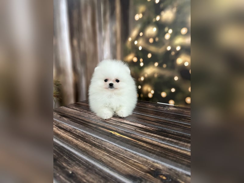 Pomeranian Zwergspitz Welpen kleine Fellnasen mit großem Herzen