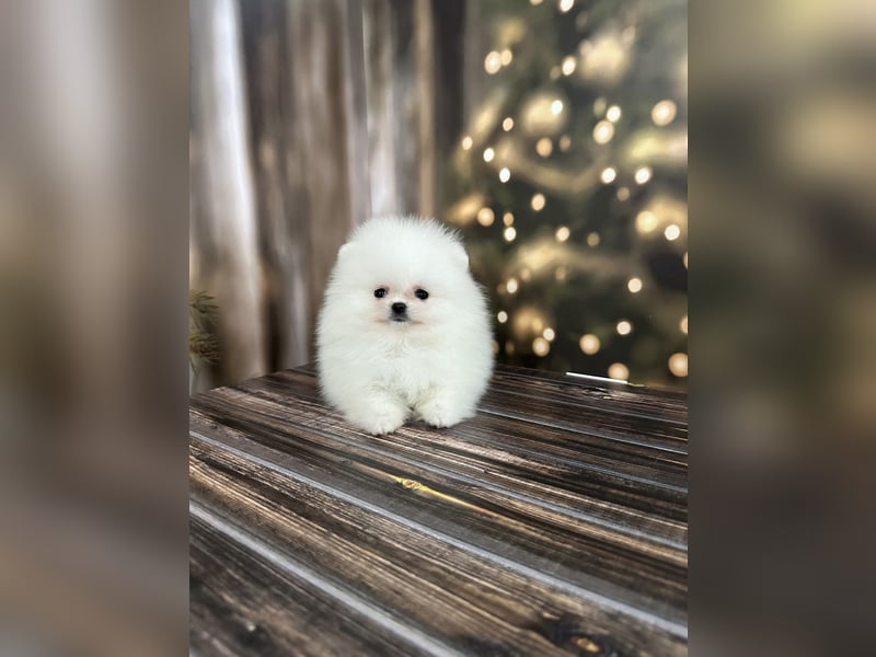 Pomeranian Zwergspitz Welpen kleine Fellbärchen suchen ihre Familie