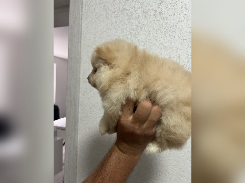 Pomeranian/Zwergspitz