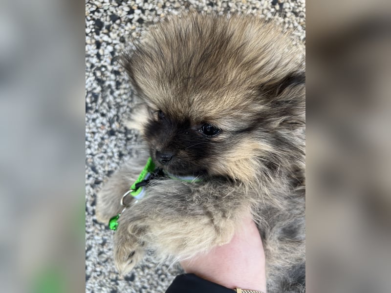 Pomeranian/Zwergspitz mit äußerst seltener Fellfarbe