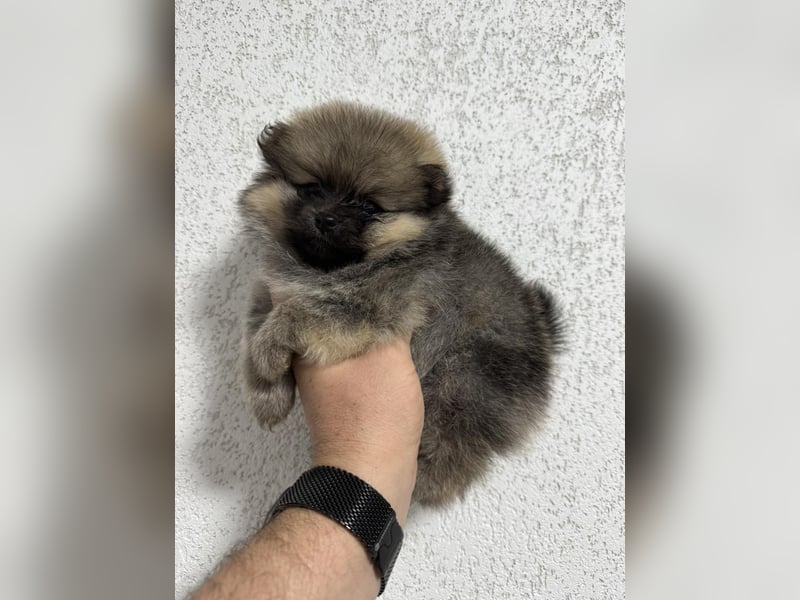 Pomeranian/Zwergspitz mit äußerst seltener Fellfarbe