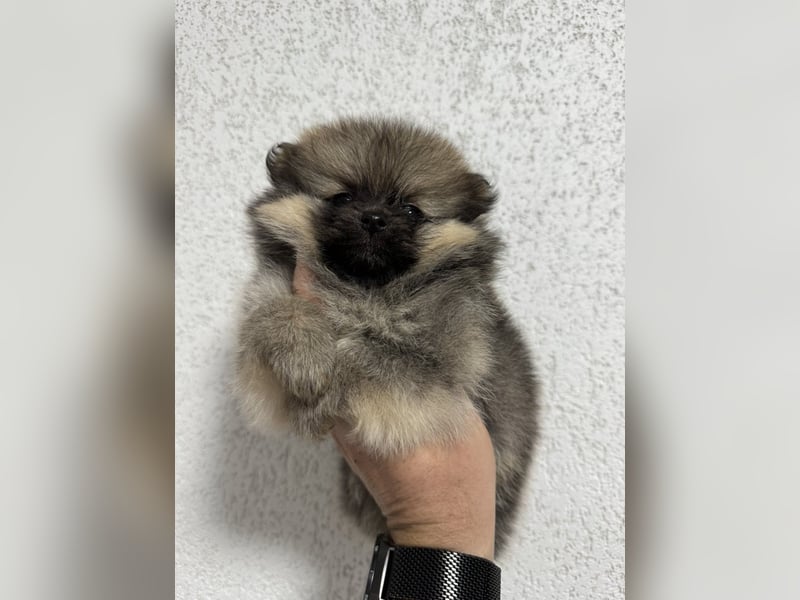 Pomeranian/Zwergspitz mit äußerst seltener Fellfarbe