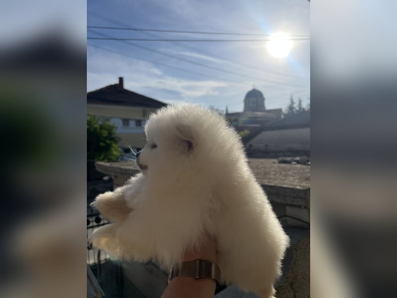 Pomeranian/Zwergspitz
