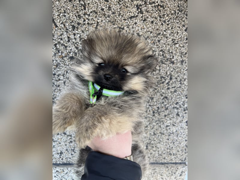 Pomeranian/Zwergspitz mit äußerst seltener Fellfarbe