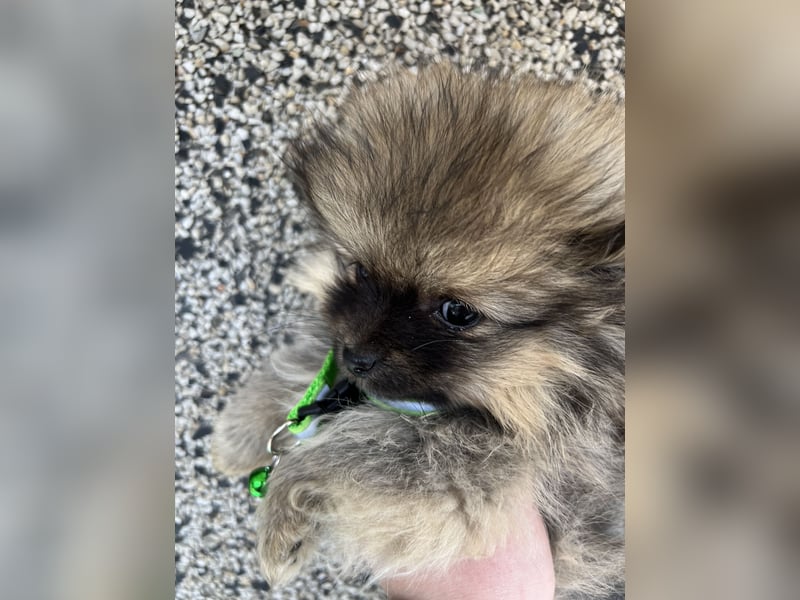 Pomeranian/Zwergspitz mit äußerst seltener Fellfarbe