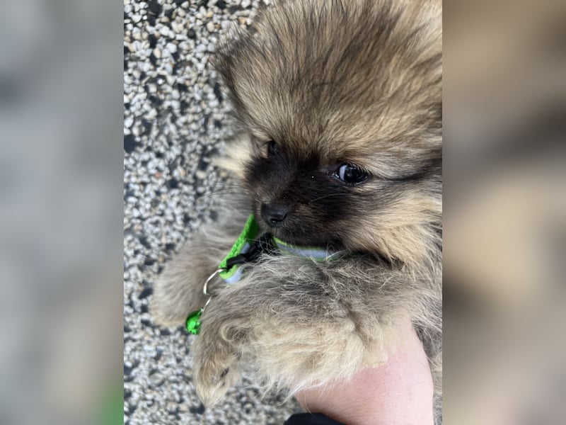 Pomeranian/Zwergspitz mit äußerst seltener Fellfarbe
