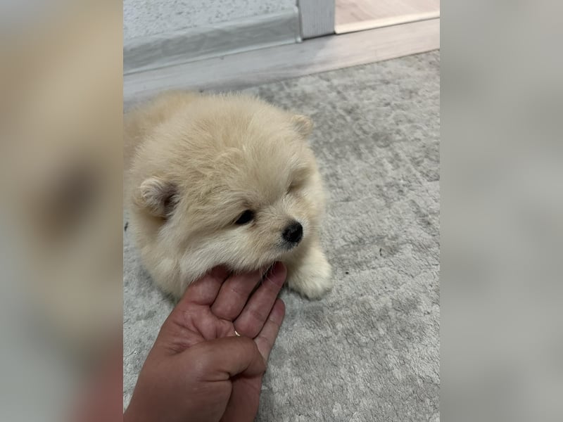 Pomeranian/Zwergspitz