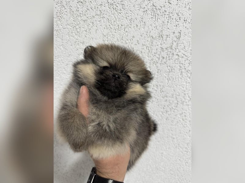 Pomeranian/Zwergspitz mit äußerst seltener Fellfarbe