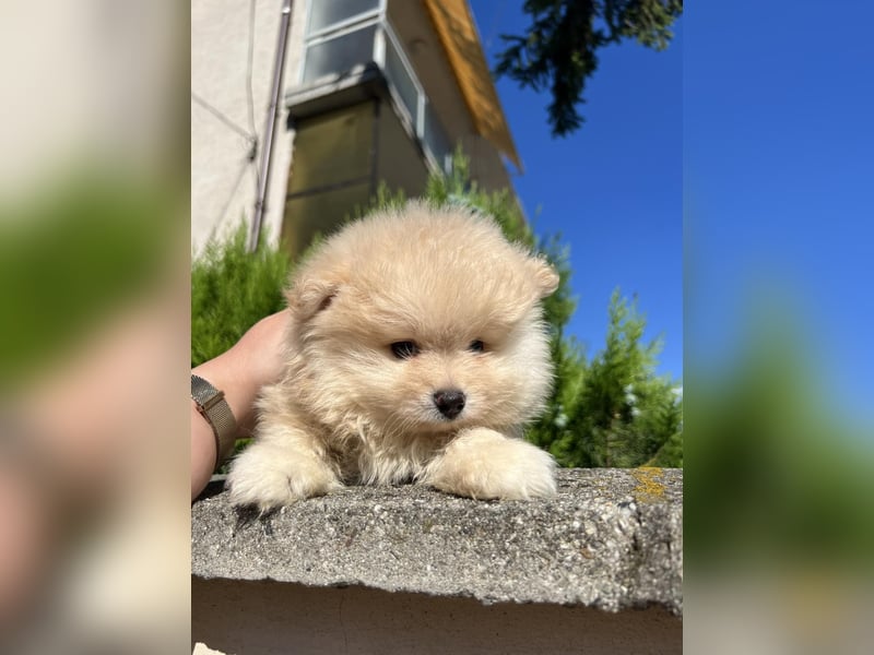 Pomeranian/Zwergspitz