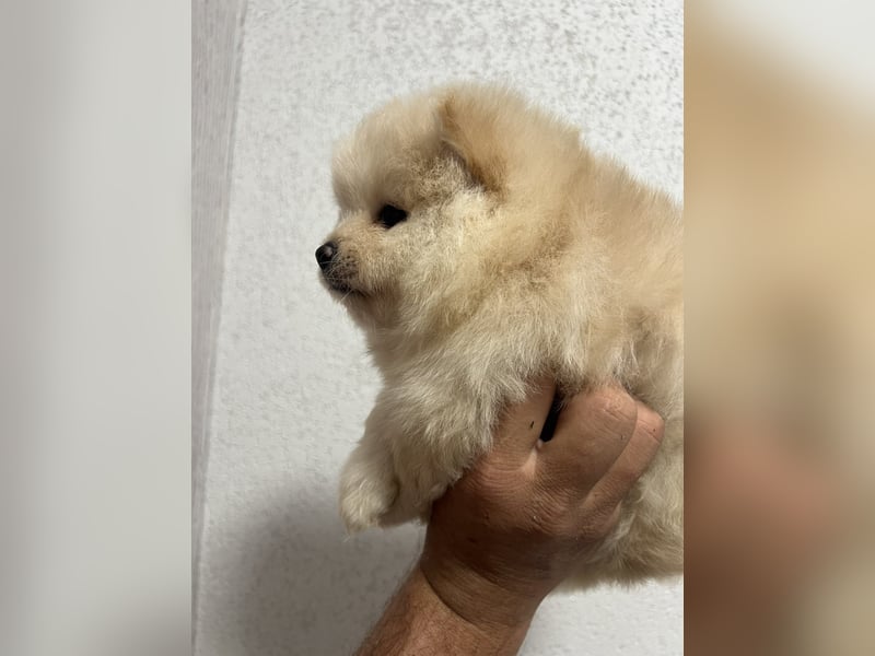 Pomeranian/Zwergspitz