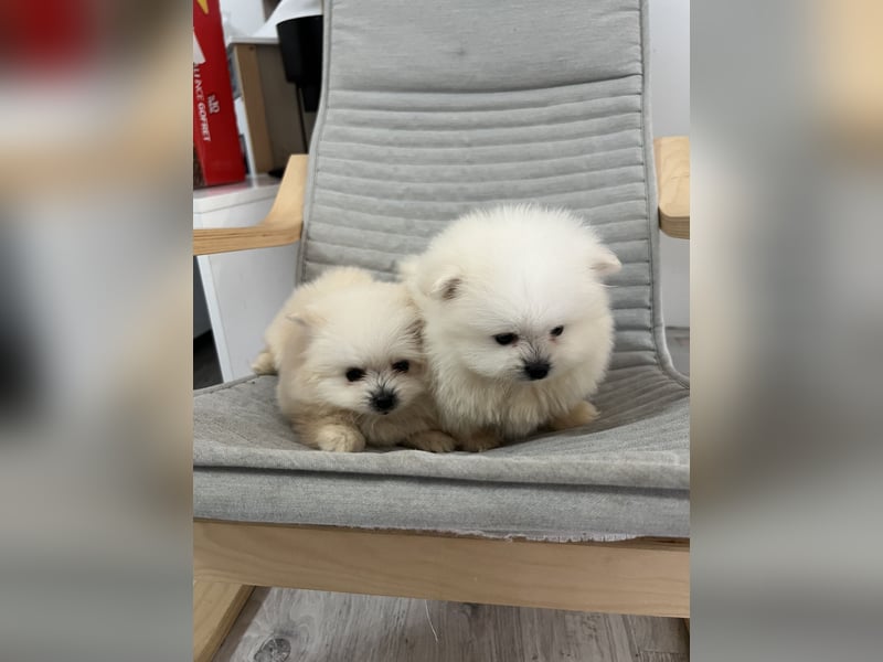 Pomeranian/Zwergspitz