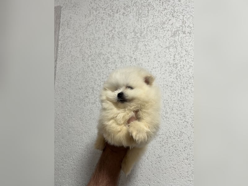 Pomeranian/Zwergspitz