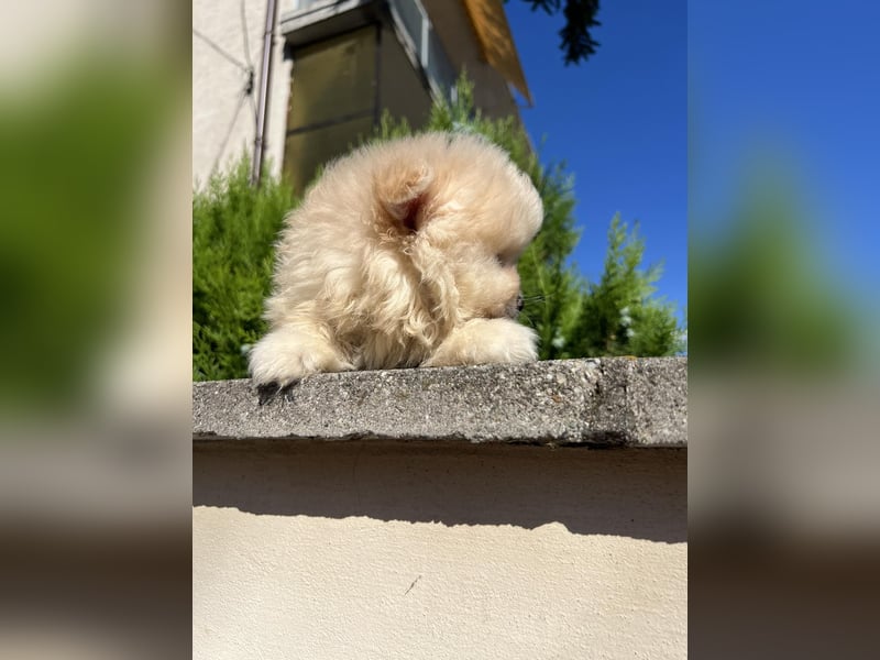 Pomeranian/Zwergspitz