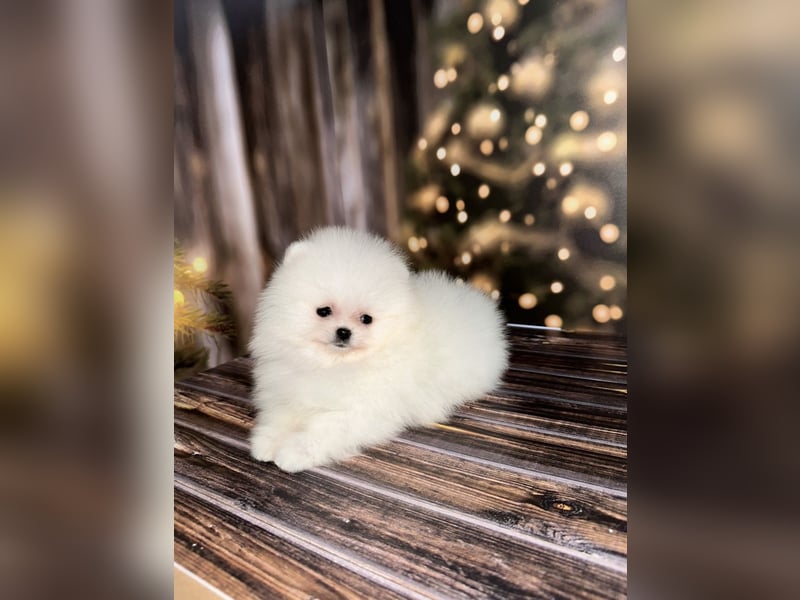Pomeranian Zwergspitz Welpen kleine Fellbärchen suchen ihre Familie