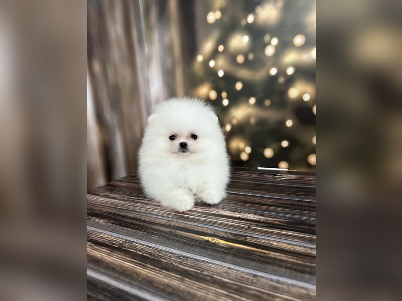 Pomeranian Zwergspitz Welpen kleine Fellbärchen suchen ihre Familie