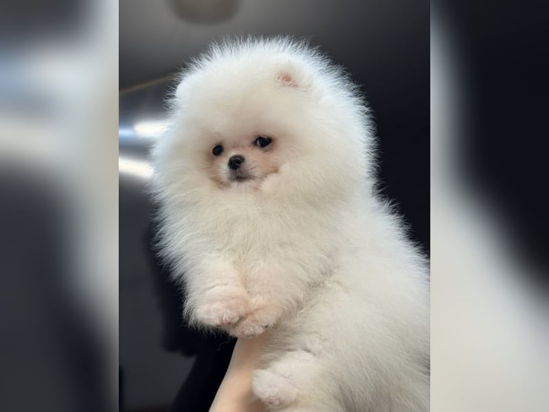 Pomeranian Zwergspitz Welpen kleine Fellbärchen suchen ihre Familie