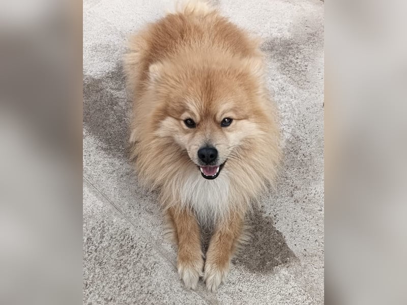 Capricho sucht dringend ein Zuhause