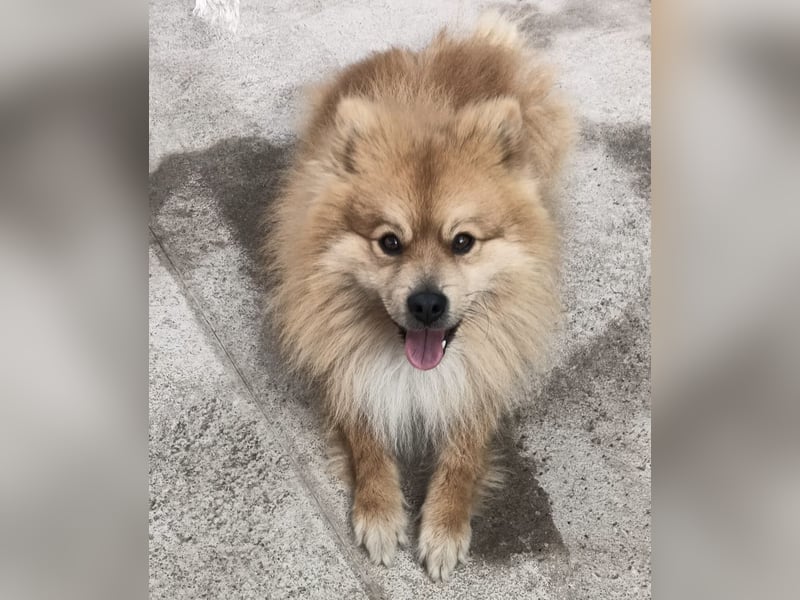 Capricho sucht dringend ein Zuhause