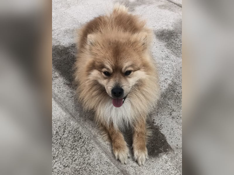 Capricho sucht dringend ein Zuhause