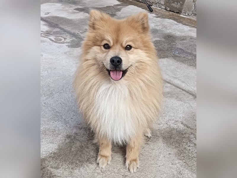 Capricho sucht dringend ein Zuhause