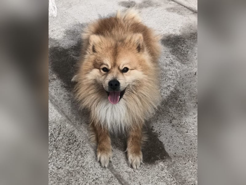 Capricho sucht dringend ein Zuhause