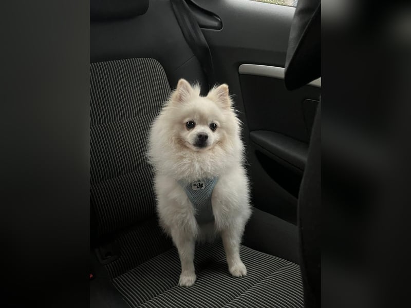 Milow Aufgeweckter Zwergspitz sucht liebevolles Zuhause!