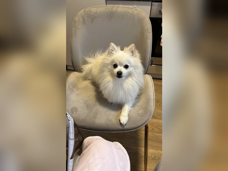 Milow Aufgeweckter Zwergspitz sucht liebevolles Zuhause!