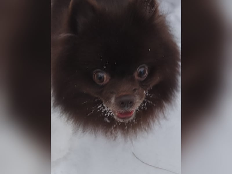 VIKTOR – kluger, fröhlicher Spitz