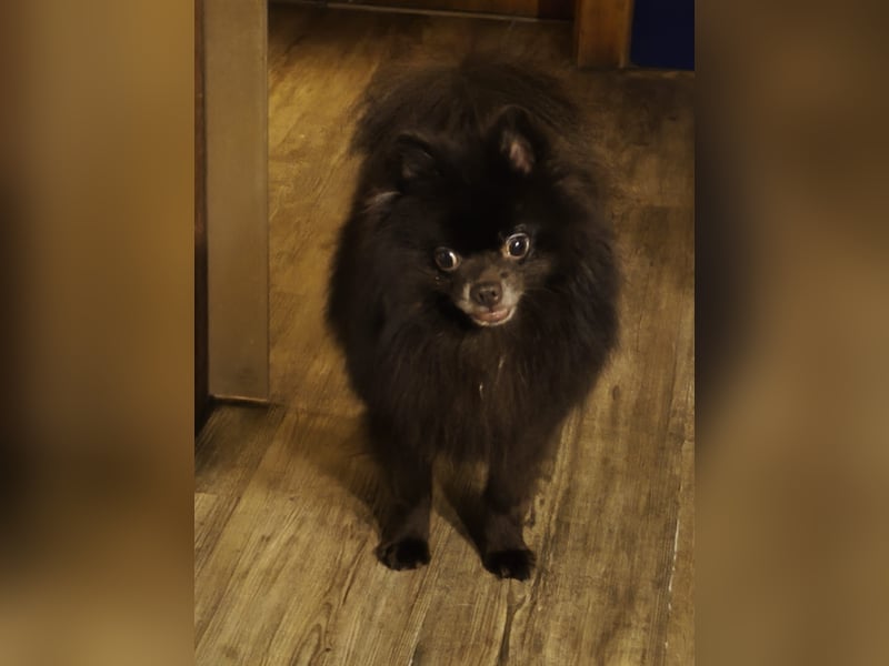 VIKTOR – kluger, fröhlicher Spitz