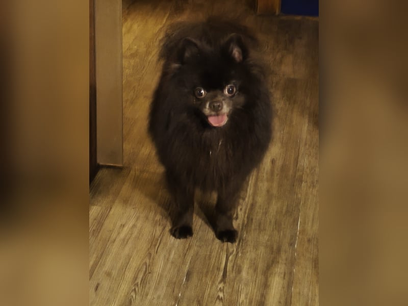 VIKTOR – kluger, fröhlicher Spitz