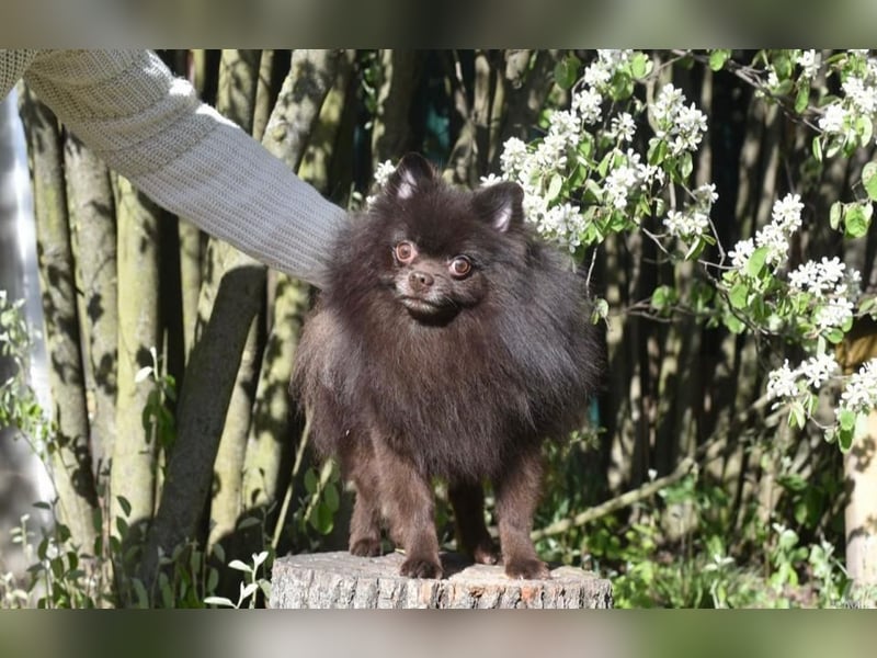 VIKTOR – kluger, fröhlicher Spitz