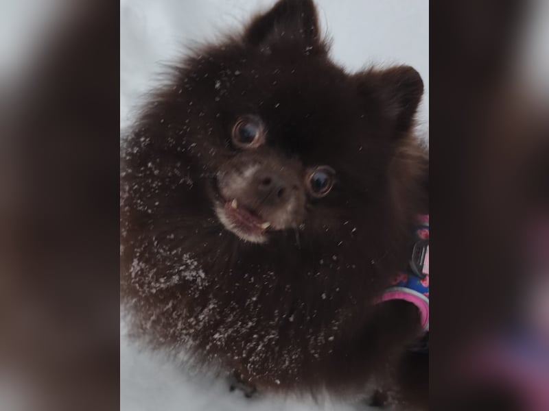 VIKTOR – kluger, fröhlicher Spitz