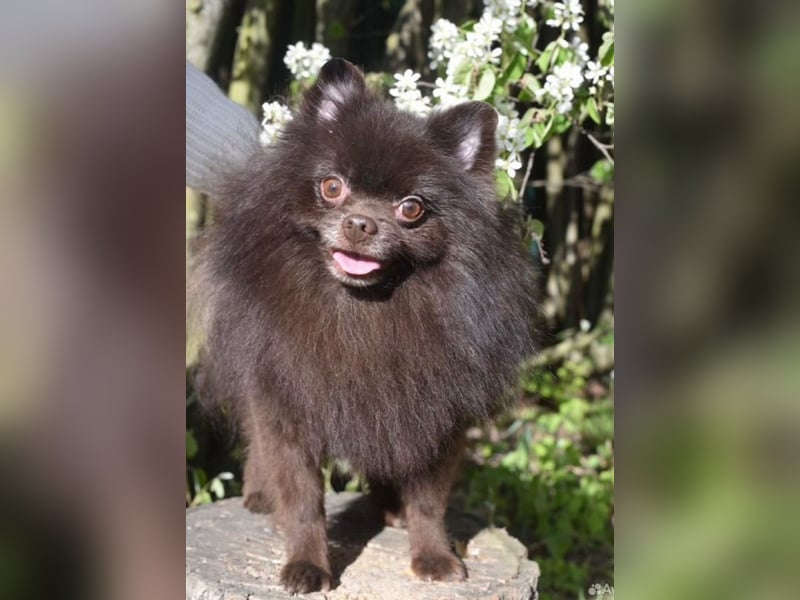 VIKTOR – kluger, fröhlicher Spitz