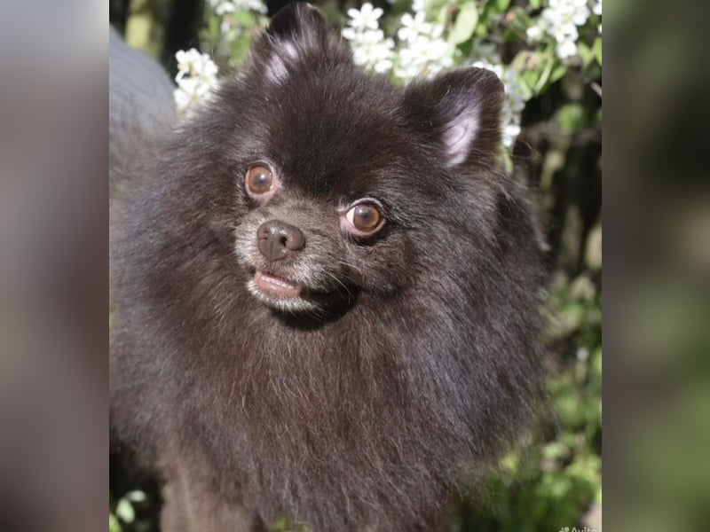 VIKTOR – kluger, fröhlicher Spitz