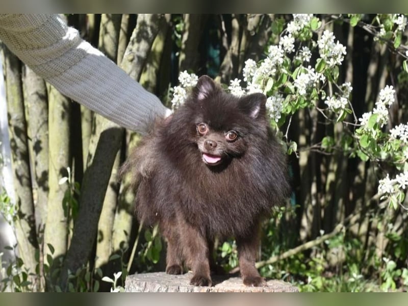 VIKTOR – kluger, fröhlicher Spitz