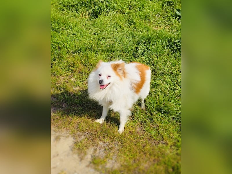 Spitz Max sucht ein Zuhause