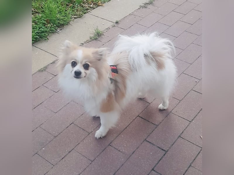 Spitz Mädchen Aya sucht ein Körbchen