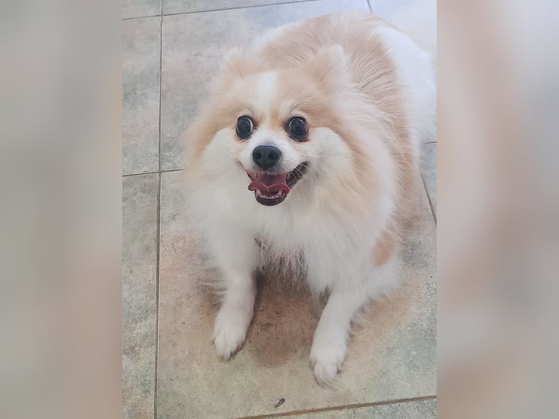 Spitz Mädchen Aya sucht ein Körbchen