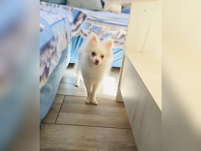 Pooh ein kleiner Spitz