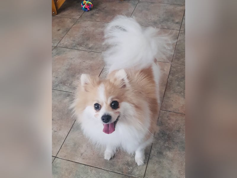 Spitz Mädchen Aya sucht ein Körbchen