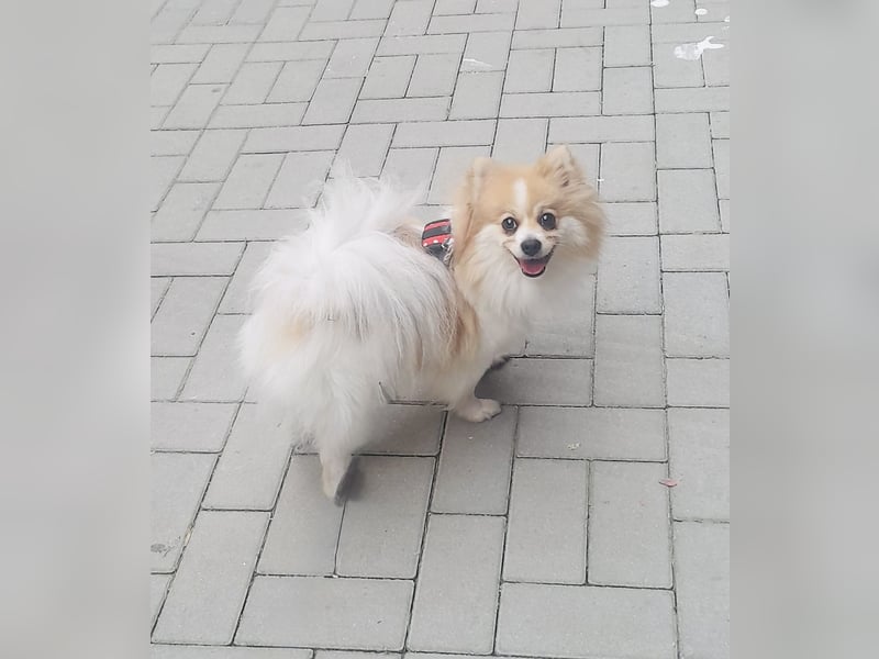 Spitz Mädchen Aya sucht ein Körbchen