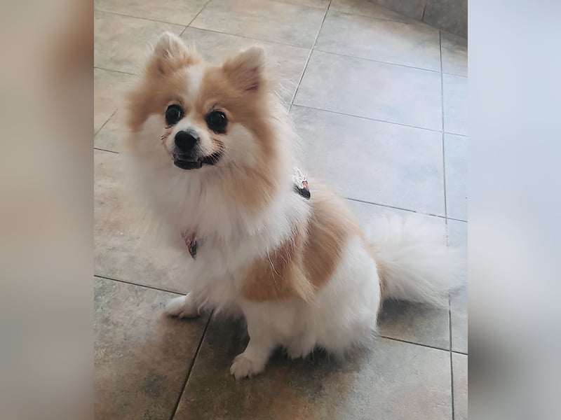 Spitz Mädchen Aya sucht ein Körbchen