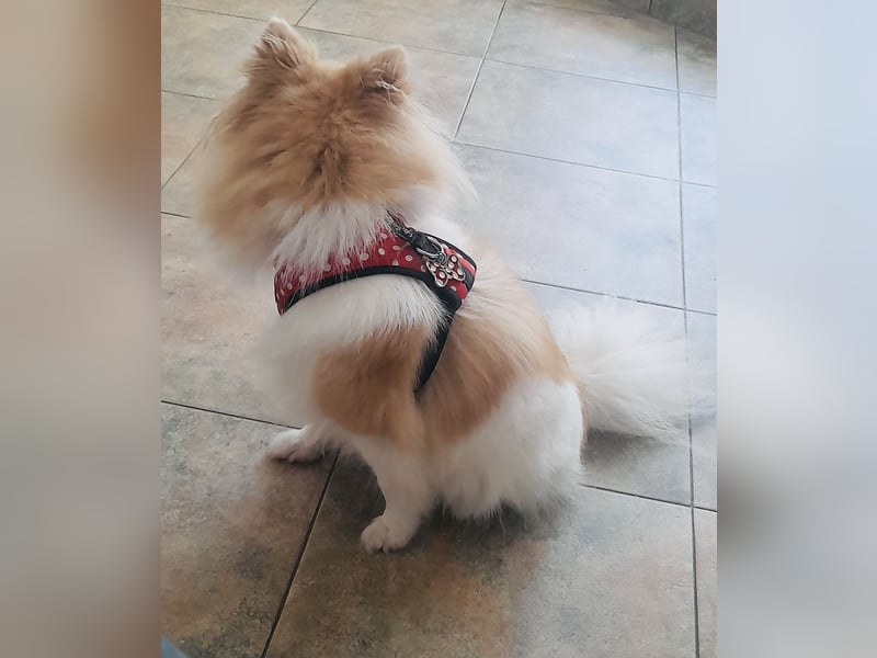 Spitz Mädchen Aya sucht ein Körbchen