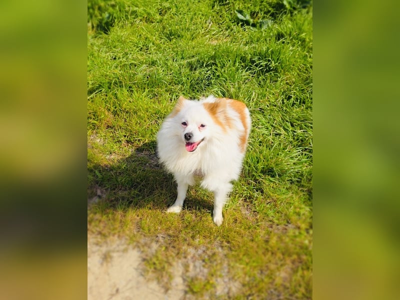 Spitz Max sucht ein Zuhause