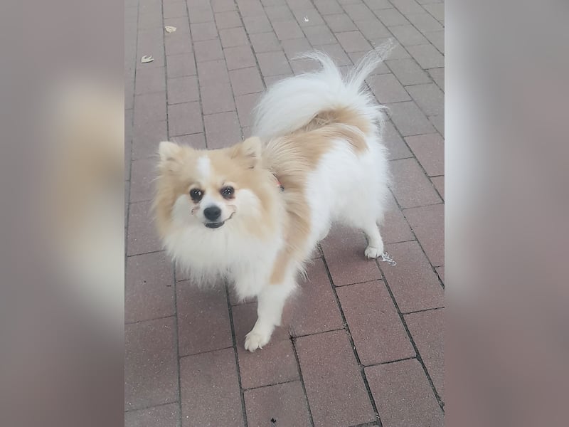 Spitz Mädchen Aya sucht ein Körbchen